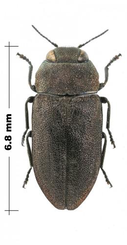 Anthaxia helvetica